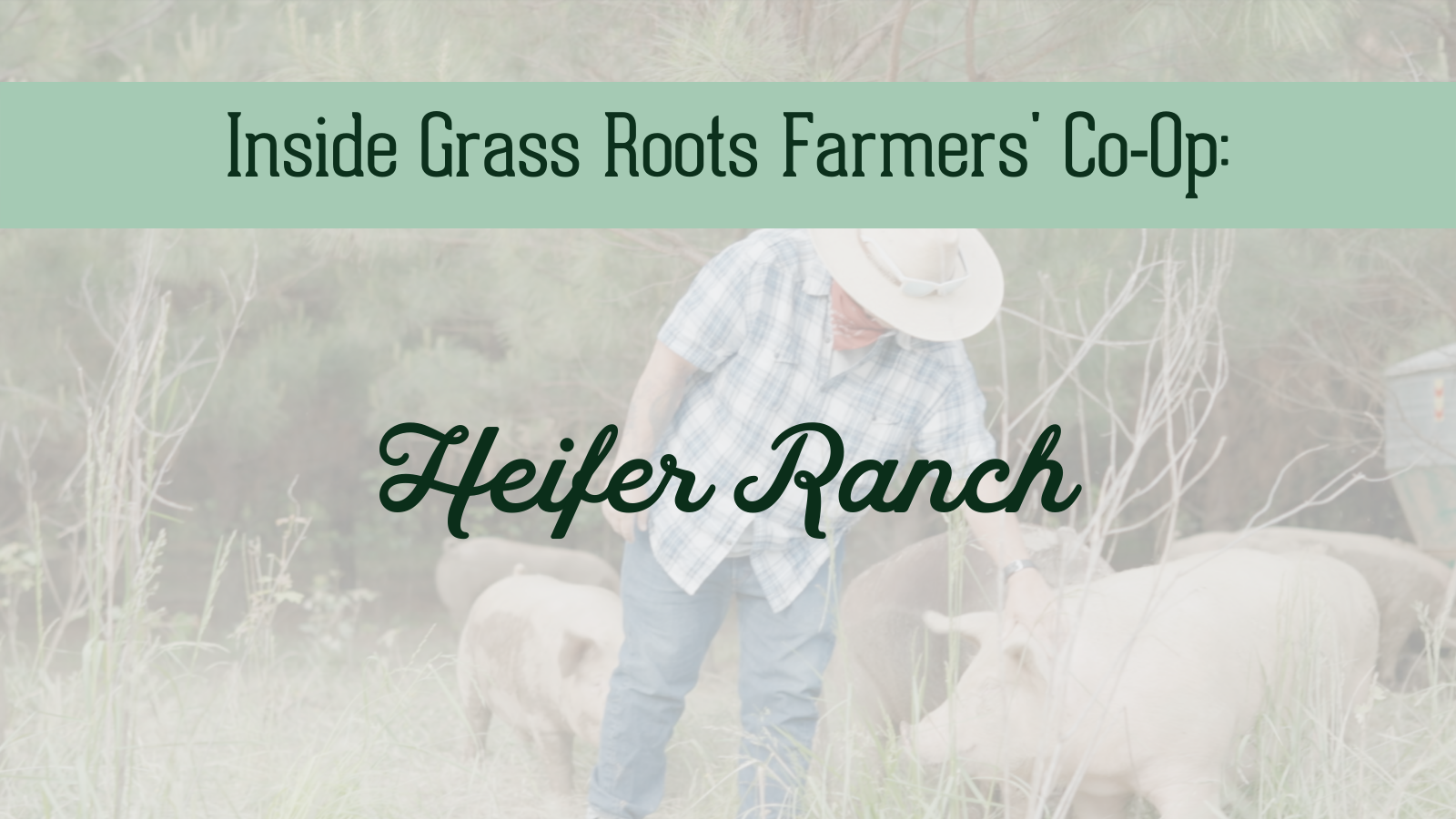 Donna Kilpatrick Ranch Manager at Heifer Ranch petting a pig in pasture