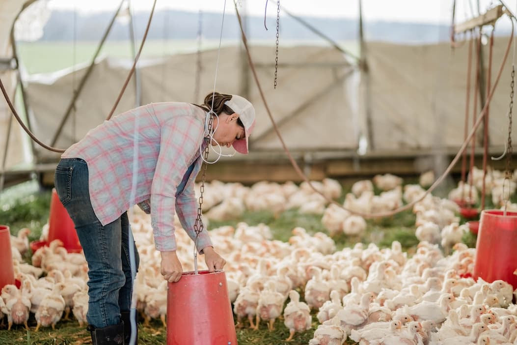 Feathered Farmers: How Chickens Heal the Land