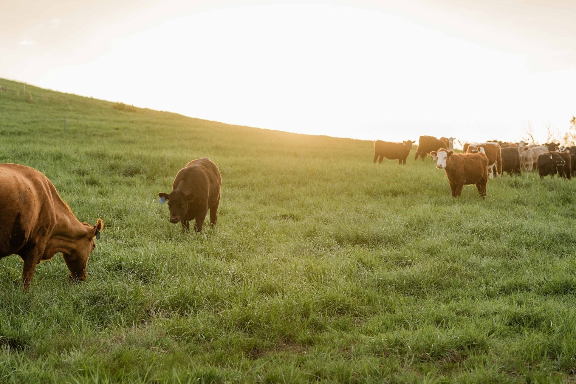 Why America's Pastures Are Going Quiet