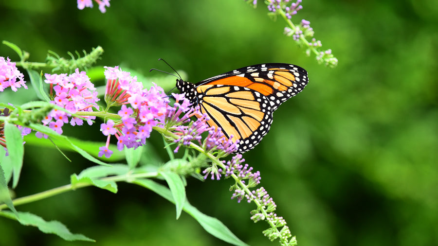 Want to save the Monarch butterfly? Support a better kind of farming.