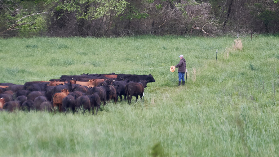 What Is Regeneratively-Raised Beef? 6 Characteristics