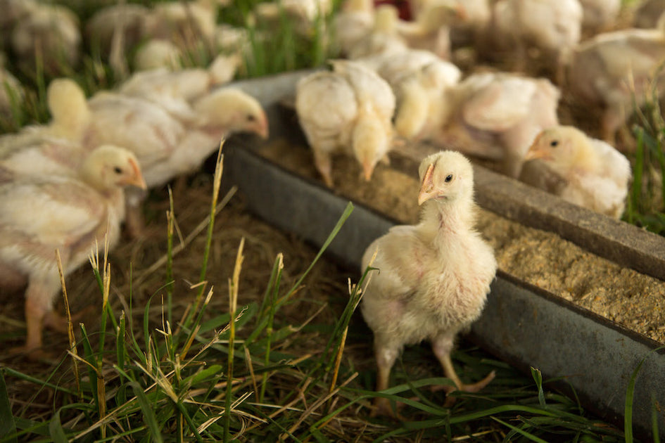 Original Chicken: Local farmer keeps traditional breeds alive and thriving