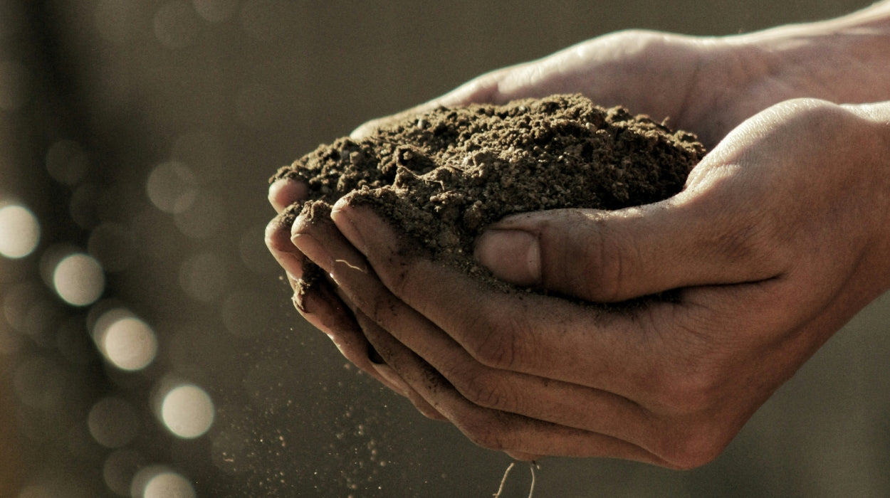 Soil: The Unsung Hero Beneath Our Feet