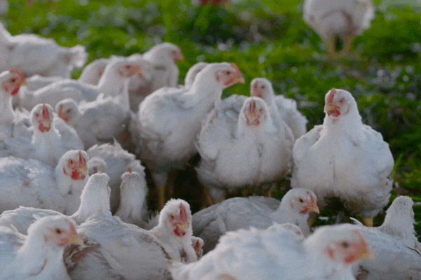 Food Safety Starts with Sanity