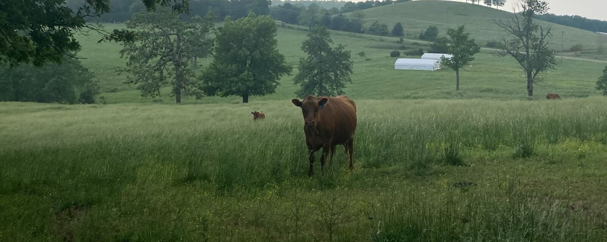 6 Reasons to Save the Planet—and Still Enjoy Delicious Meat: Regenerative Agriculture