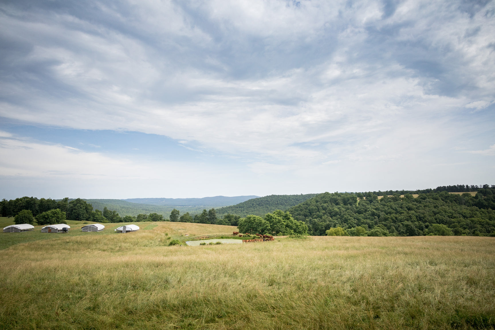 Grass Roots Farmer’s Co-op join a growing community of farms and ranches in the U.S. (and around the world) who have bucked mid-20th century thinking and stepped away from industrial, chemical and pesticide-based agriculture.