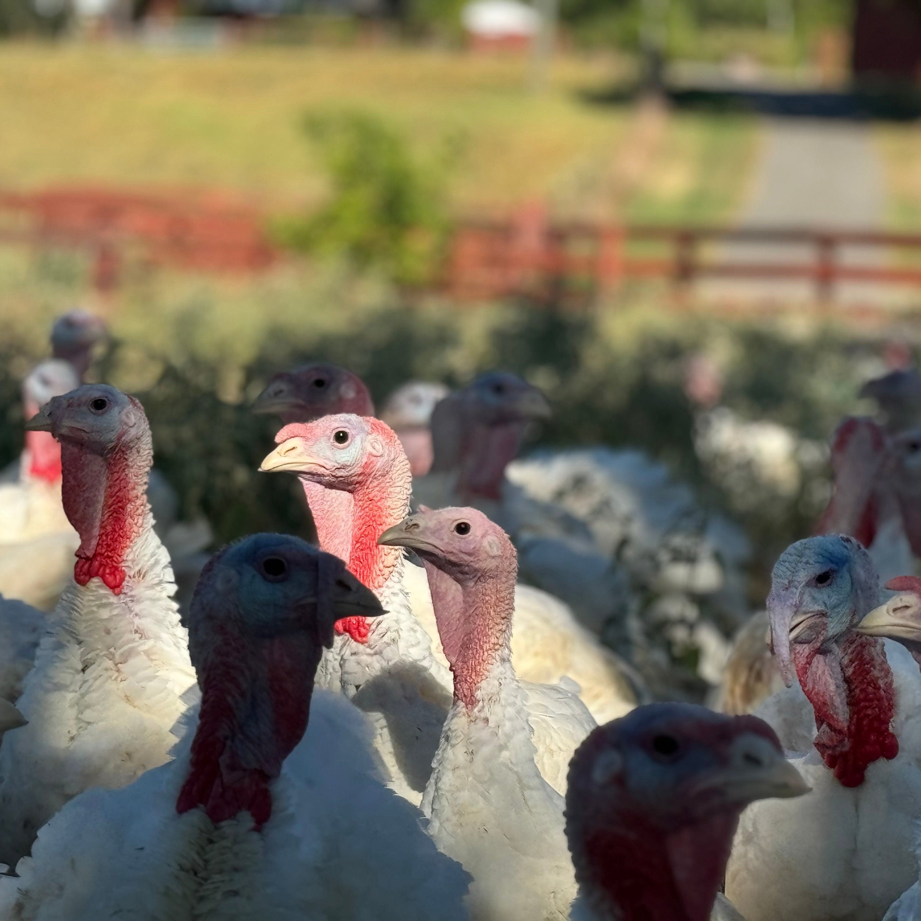Pasture-Raised Whole Turkey