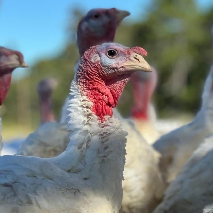 Pasture-Raised Whole Turkey