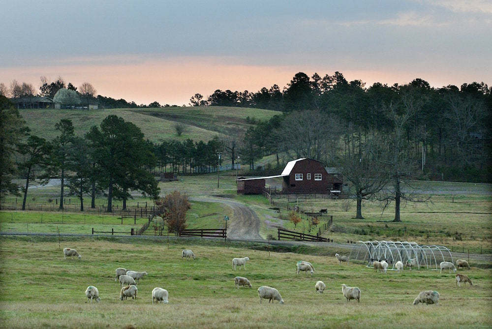 More Than You Ever Thought You'd Want To Know About Sheep