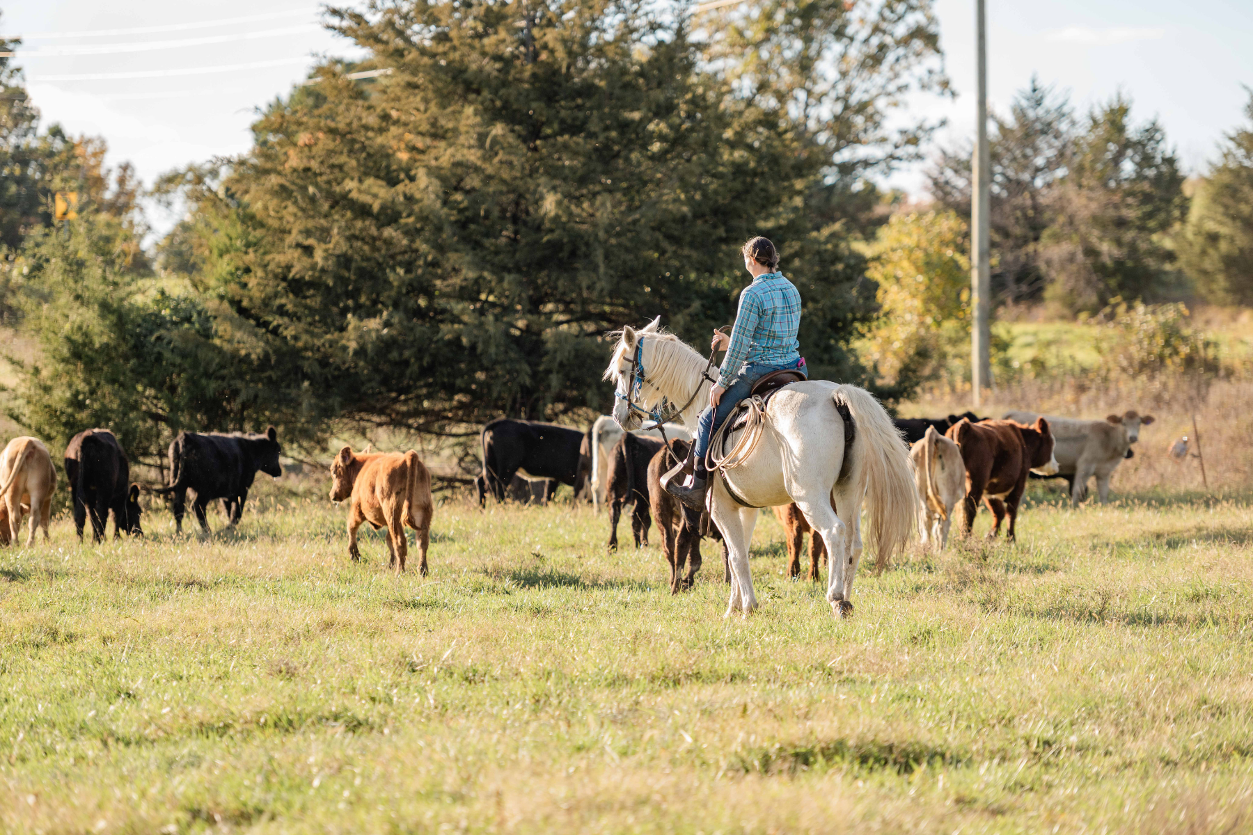 The Broken Math Keeping Young Ranchers Out
