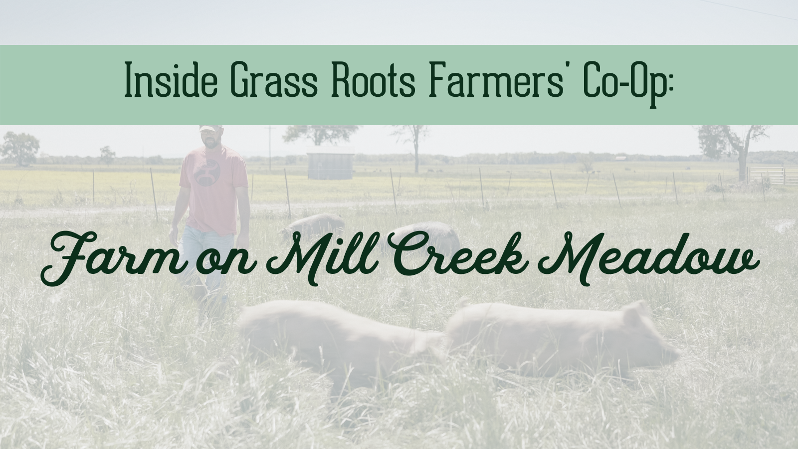 Inside Grass Roots Farmers' Co-Op: Farm on Mill Creek Meadow.