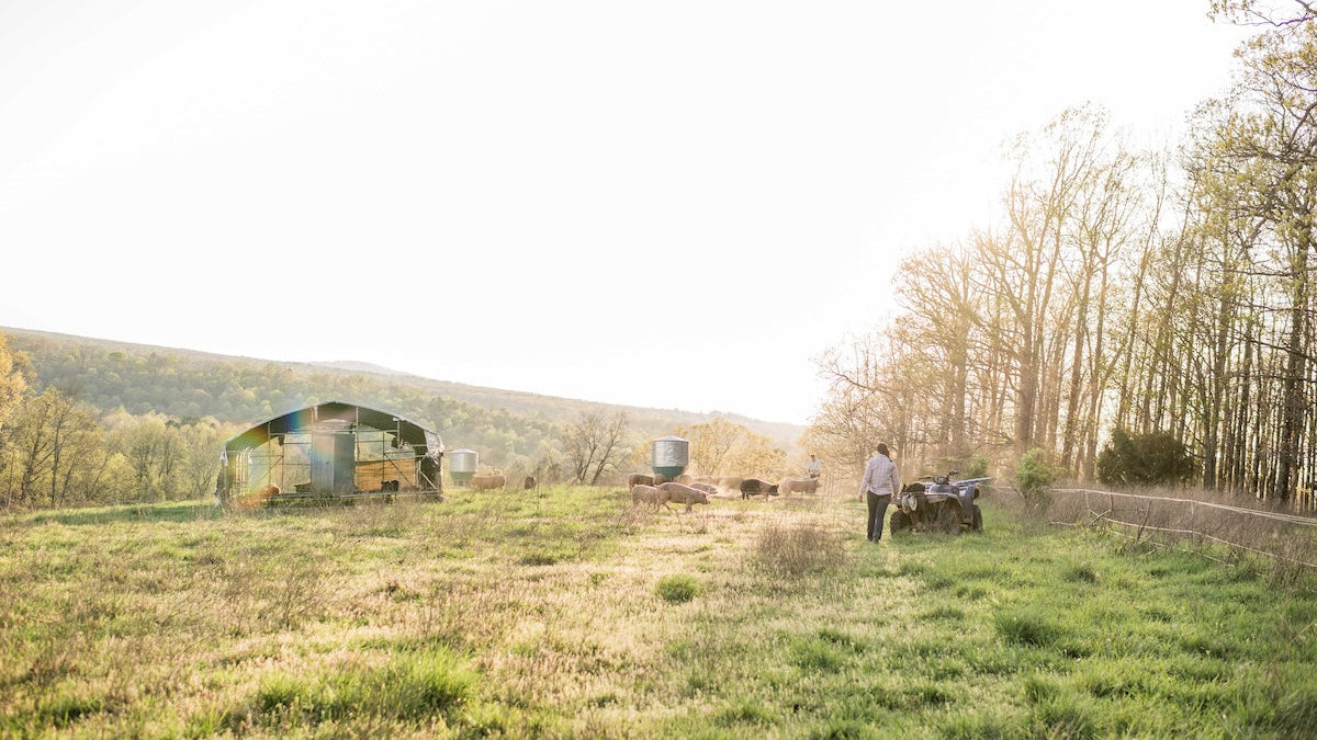 What Is Regenerative Agriculture? A Simple Guide to Regenerative Farming