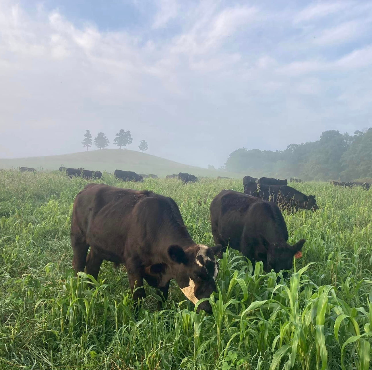 A Farmer's Take on Healing with Food