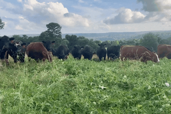 What Does Pasture-Raised Actually Mean?
