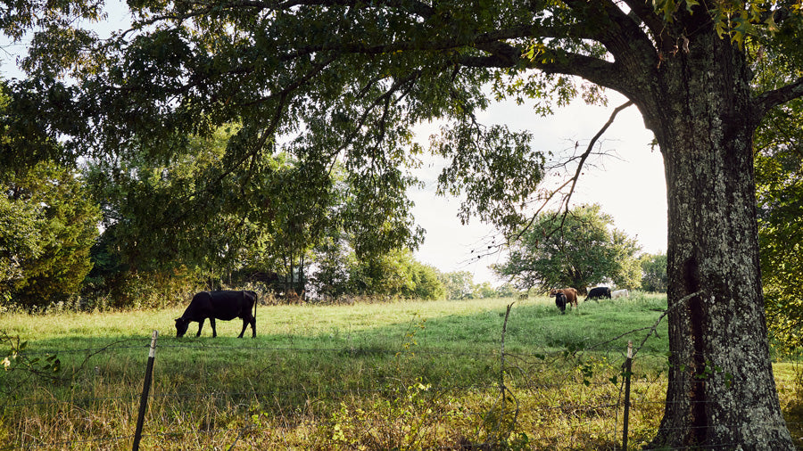 Small Farms - Sustaining Our Economy and Ecosystems