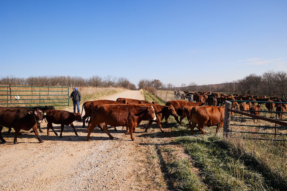 The Kind of Beef You Can't Mass Produce – Grass Roots Farmers' Cooperative