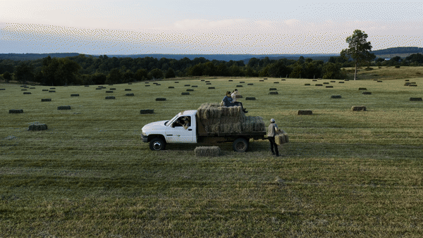 Beautiful Chaos: Why My ADHD Brain Thrives on This Farm