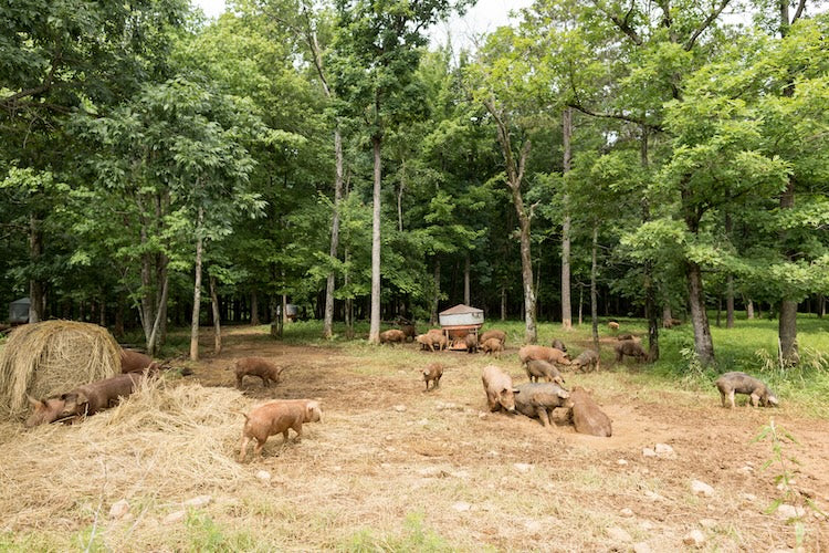 Mother Nature's Trail Mix