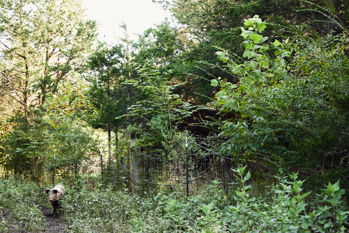 The Secret Ingredient Falling from the Trees