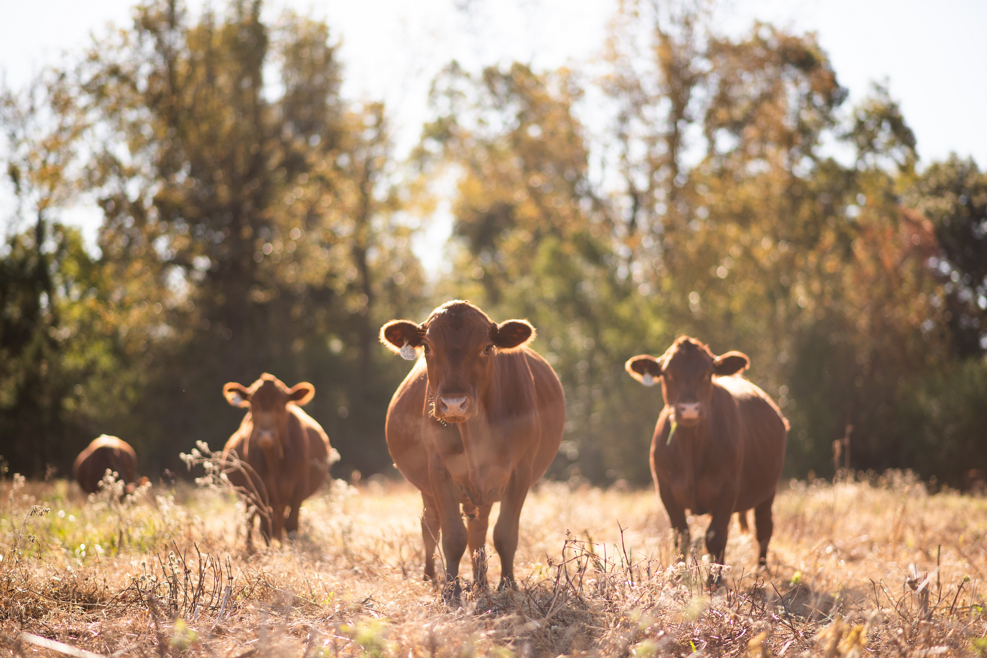 Grass-Fed, Grass-Finished Beef