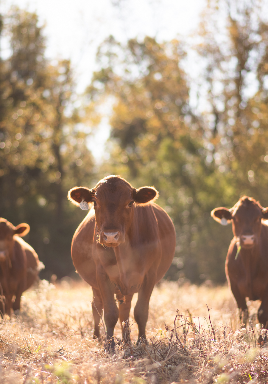 GrassFed GrassFinished Beef What Does it Mean? GRFC Grass Roots