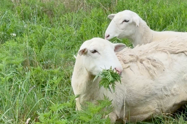 When the Flock Proves You Wrong