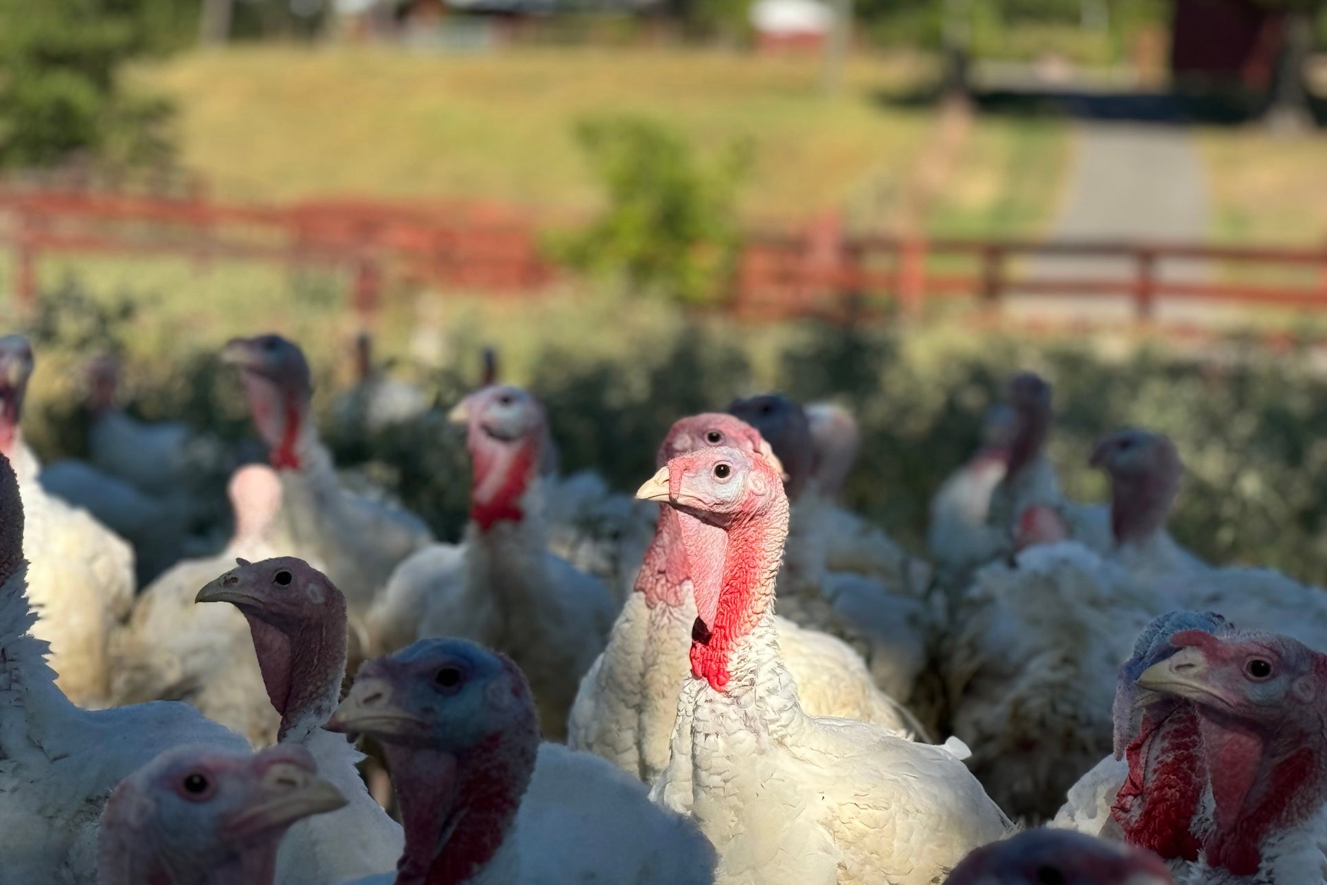 Where to Buy a Pasture-Raised Turkey for Thanksgiving