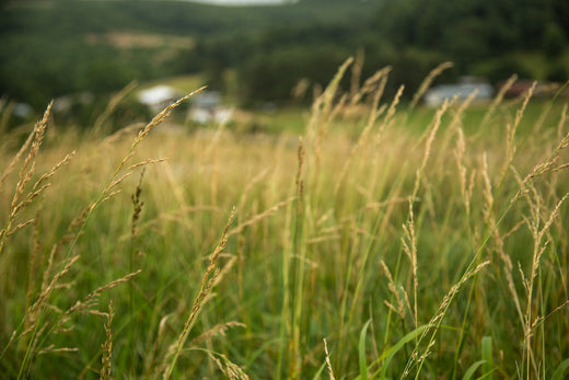 Worried About Climate Change?  See How Eating The Right Meat Can Help