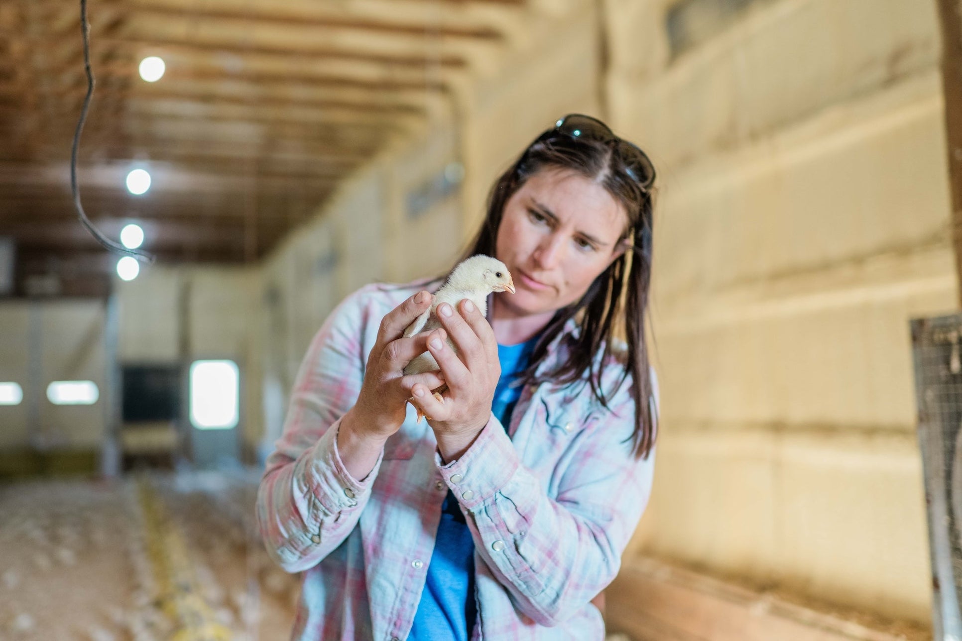 Wall Street's in the Chicken Coop Again