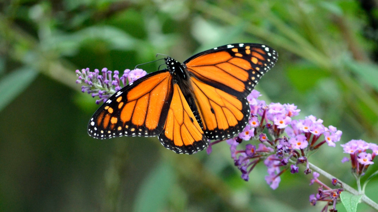 Biodiversity: The Heartbeat of Our Ecosystems