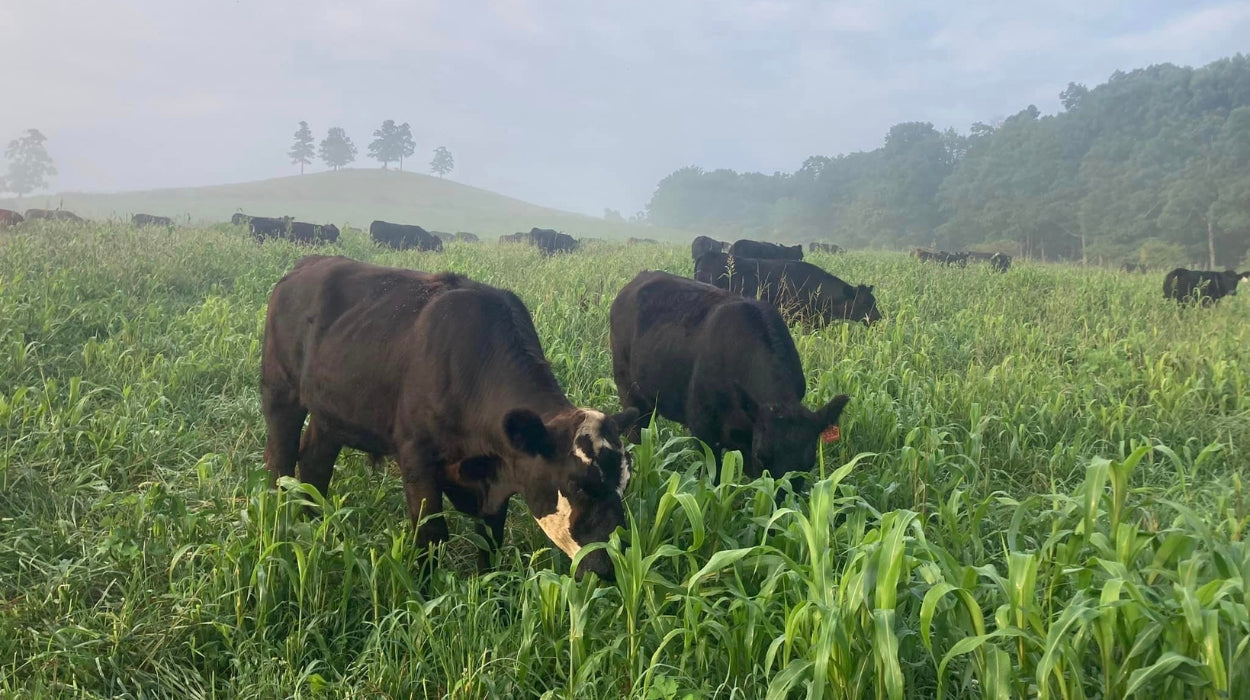 Carbon Sequestration: When small farms become big heroes