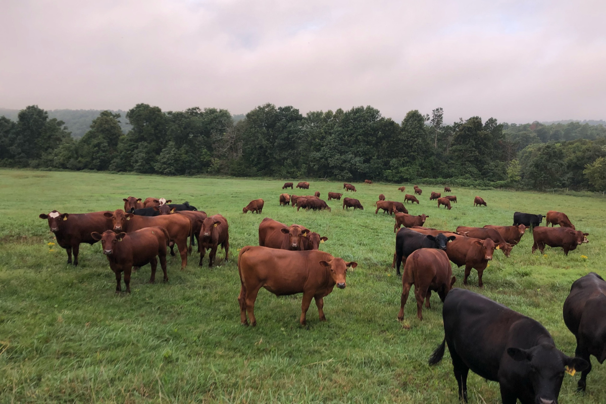 Digging Down to the Root