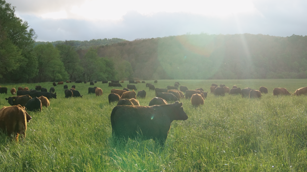 Grass-Fed vs. Grass-Finished Beef: What's the Difference?