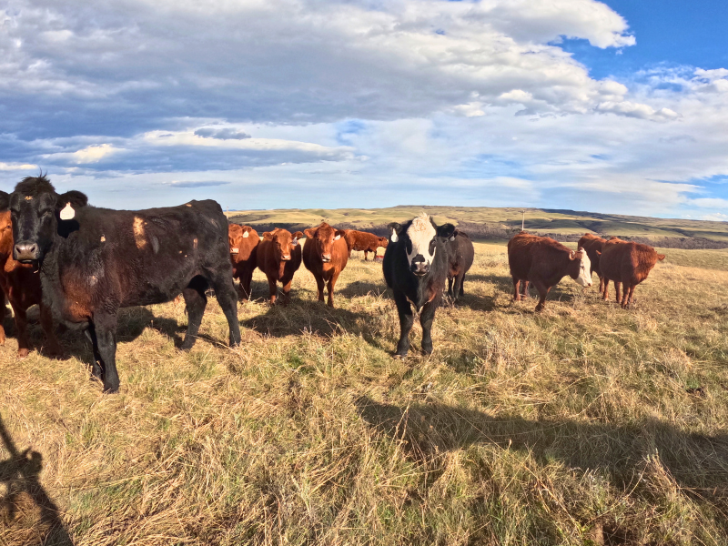 A Blueprint to Take Back Our Food System