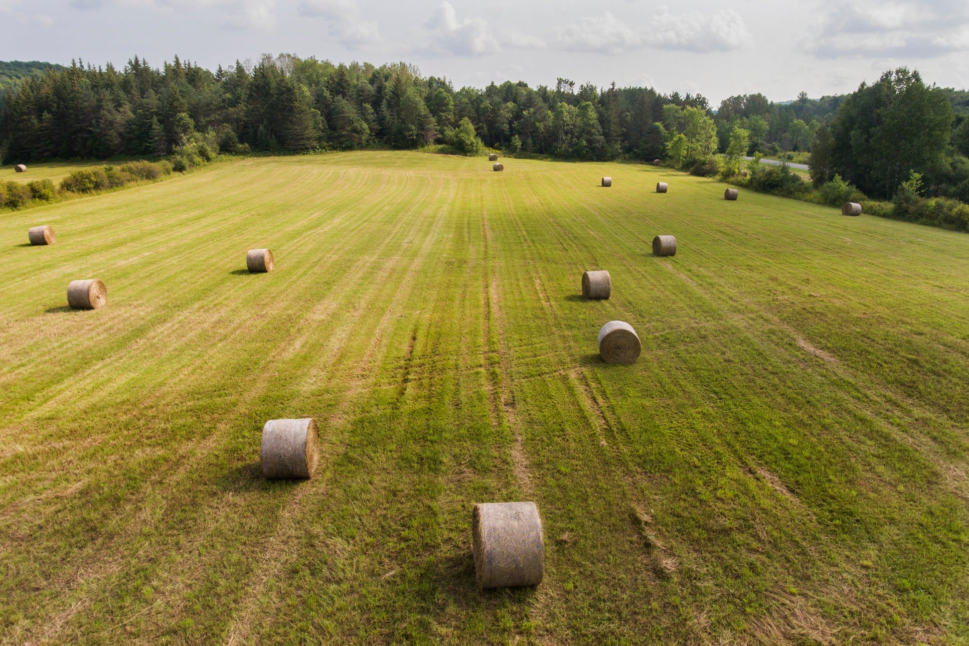 Is Grass-Fed Beef Better for the Environment? A Clear, Evidence-Based Guide