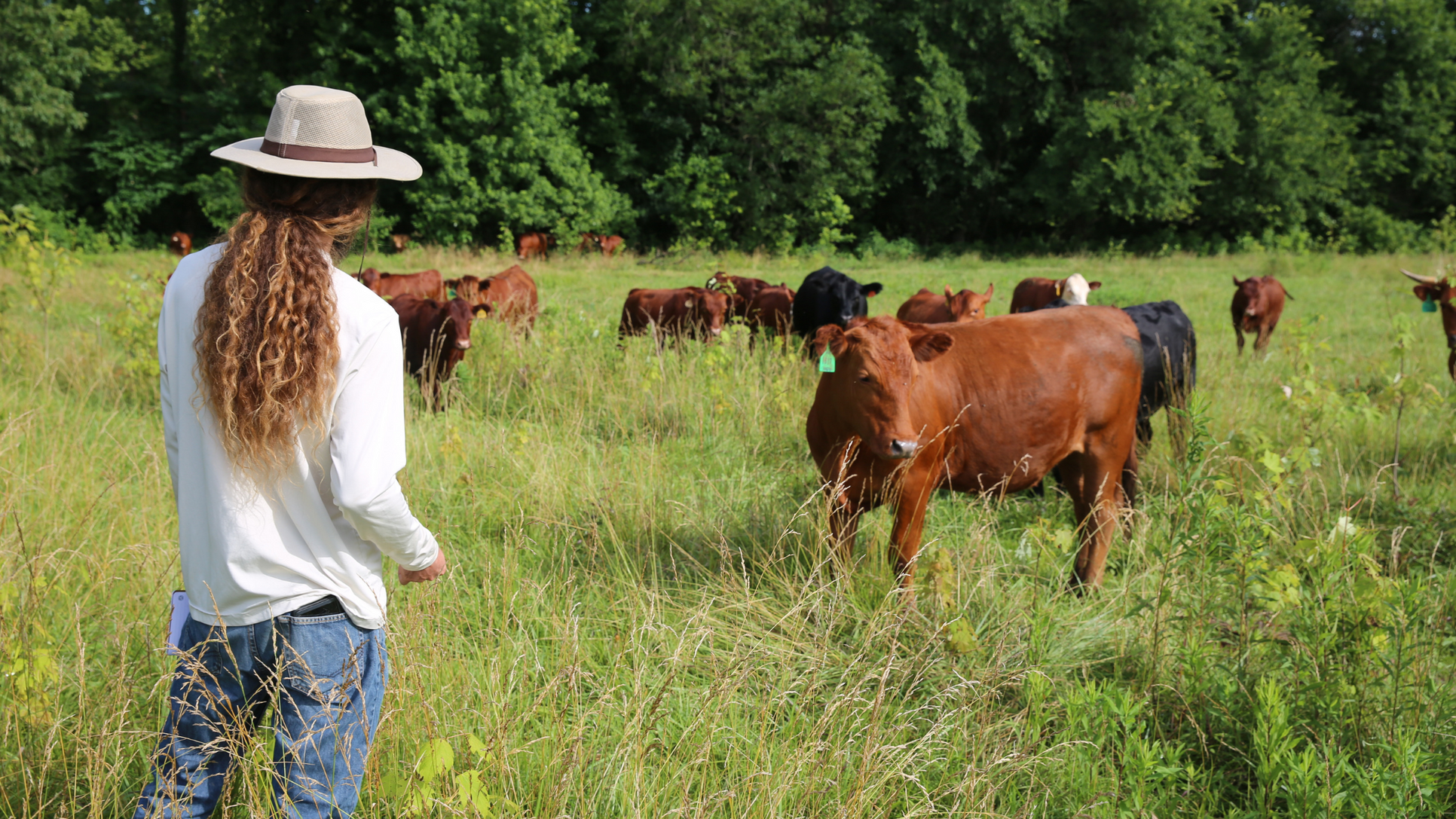 Small Farms Could Feed America