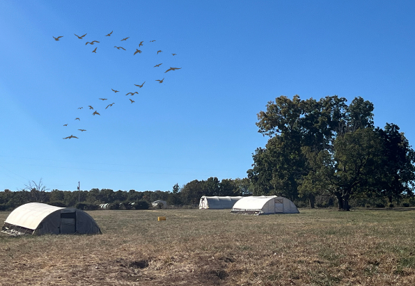 The Shortcut to Hard-Won Experience