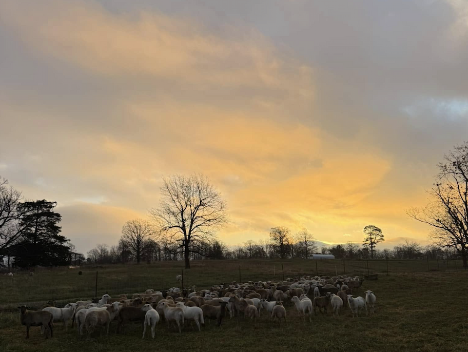 How the Farm Wakes up