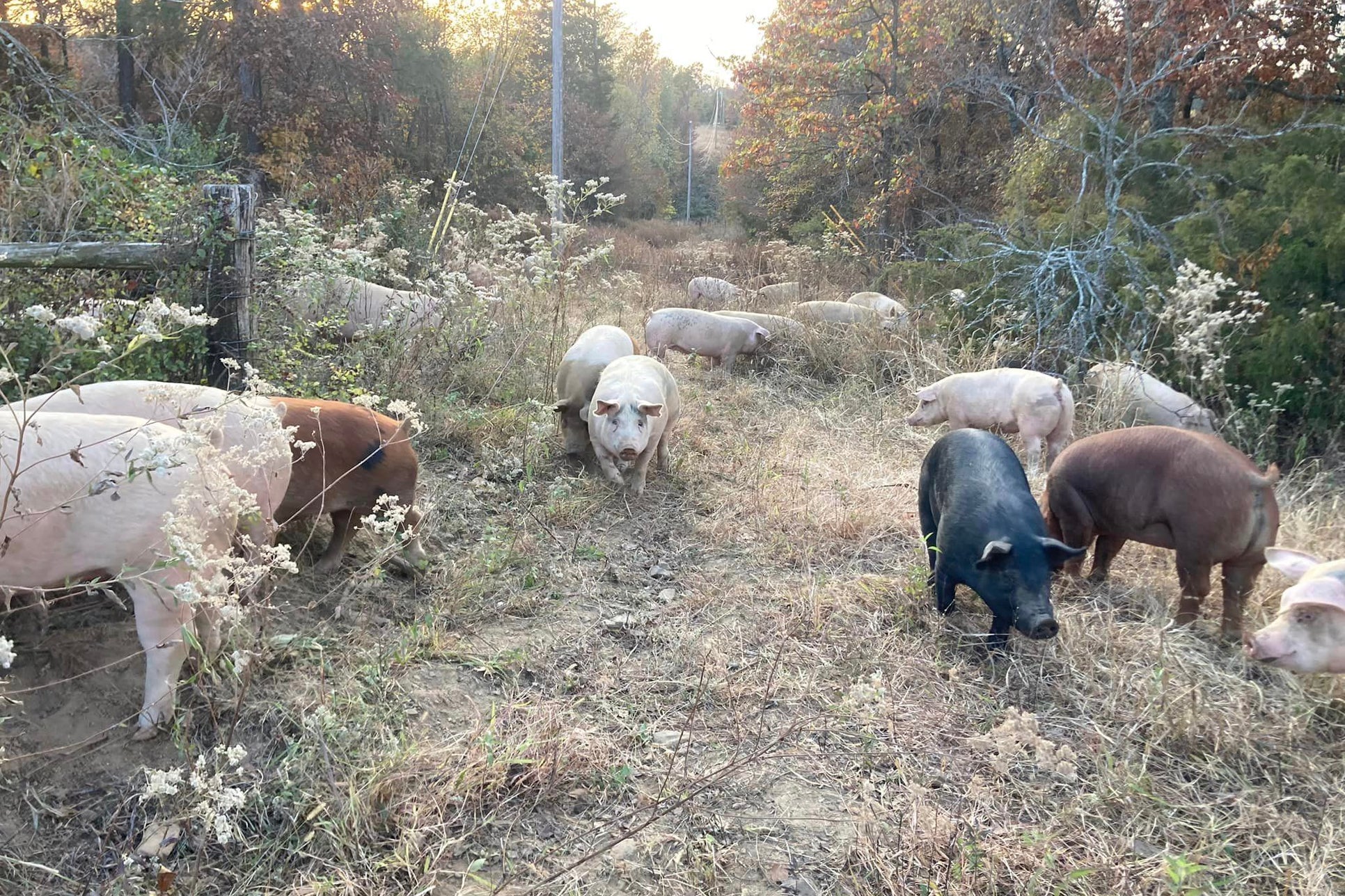 From the Farm this Fall