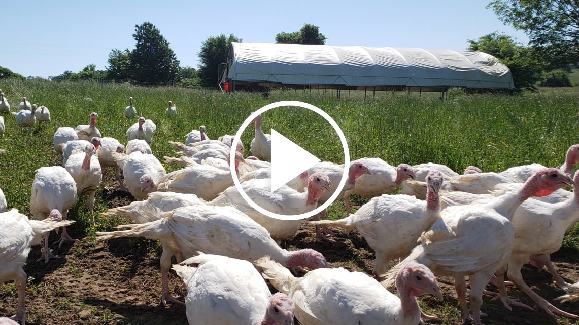 Pasture Raised Whole Turkey  Grass Roots Farmers' Cooperative