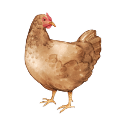 1 - brown chicken.png__PID:9c30c2c4-7c9e-4daf-a672-d243b453ede3