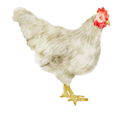 2 - white chicken.png__PID:cc9c30c2-c47c-4edd-af66-72d243b453ed