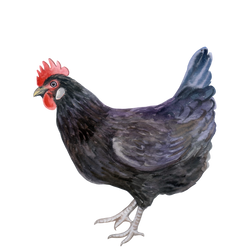 3 - black chicken.png__PID:30c2c47c-9edd-4f66-b2d2-43b453ede3ec