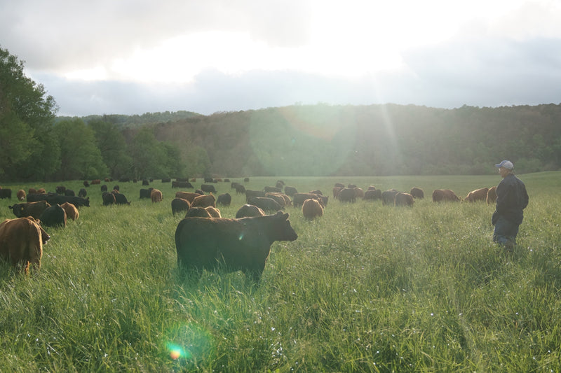 Grass Roots Farmers' Co-op  cattle and sheep are on fresh pasture their entire lives. They are grass-fed and finished and never eat grain or grain by-products.