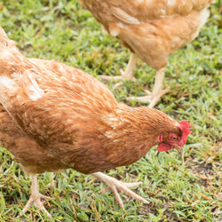 Brown chicken with a red comb on grass