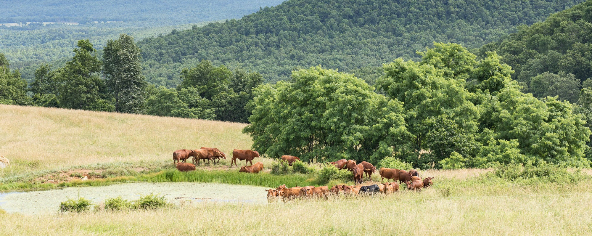 Cows grazing in a field with trees and mountains in the background