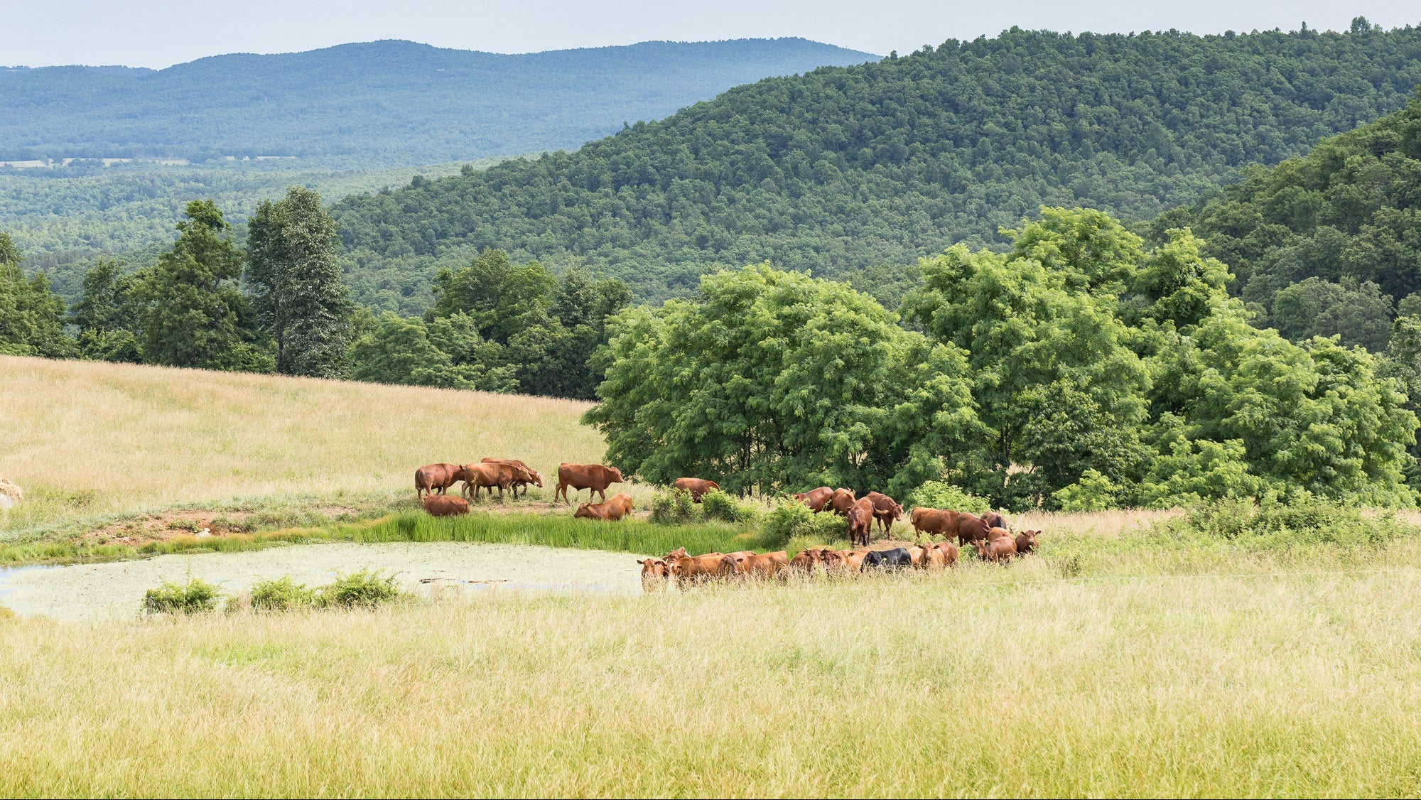 Cows grazing in a field with trees and mountains in the background