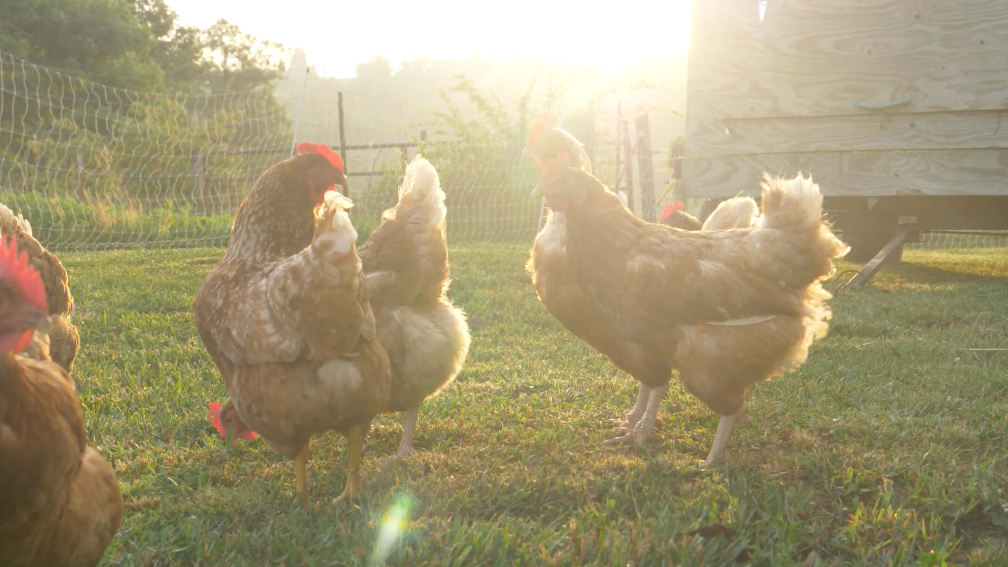 Hens walking on grass with a wooden fence and trees in the background