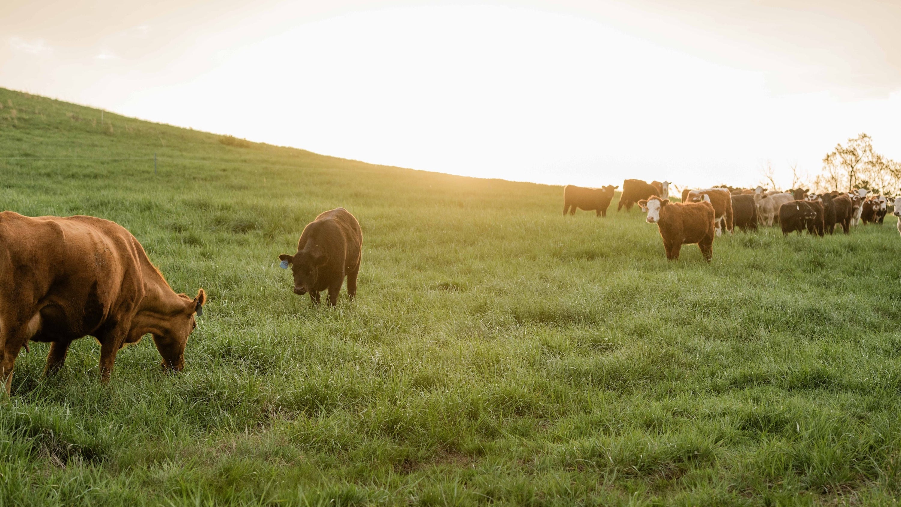 Cows grazing in a green field with a sunset in the background
