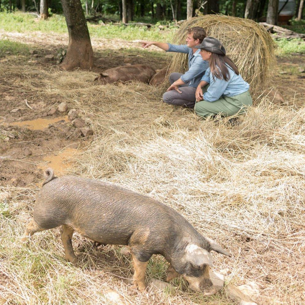 Cropped image of ppl and pigs.jpg__PID:7cb06c0c-a4e1-4488-986b-0a8144eb51b1